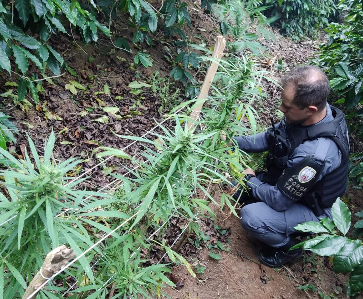 Portal Caparaó Pm Apreende 17 Pés De Maconha Em Cafezal Na Zona Rural De Irupi 7087